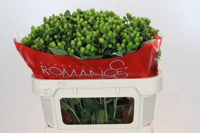 <h4>Hypericum Jungle Romance Spray</h4>