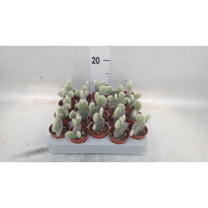 Opuntia microdasys 'Albispina'