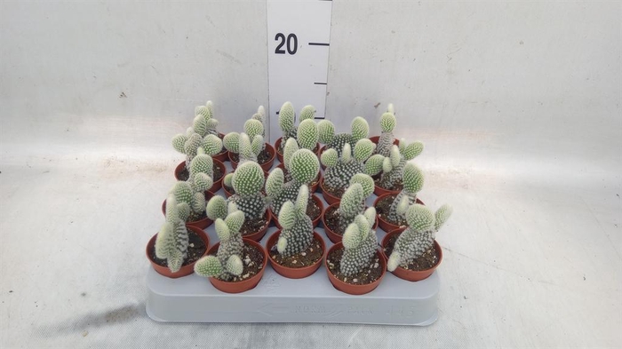 <h4>Opuntia microdasys 'Albispina'</h4>