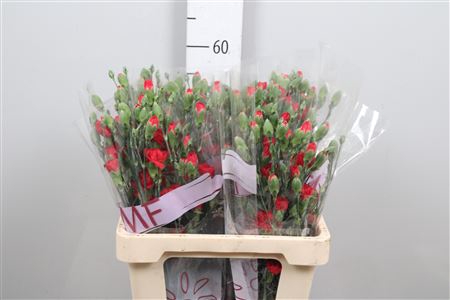 <h4>Di Tr Red Kiss</h4>