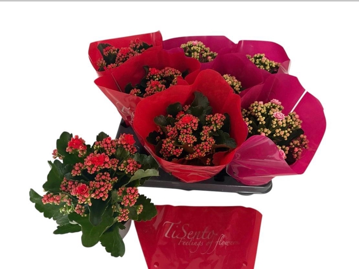 <h4>KAL GE GEM 2 KL</h4>