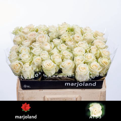 <h4>R Gr Dolomiti Marjoland 33</h4>
