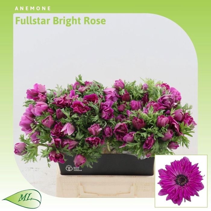 <h4>ANEM CO FSTAR B ROSE</h4>