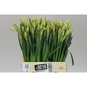 Narcissus En Johan Strauss