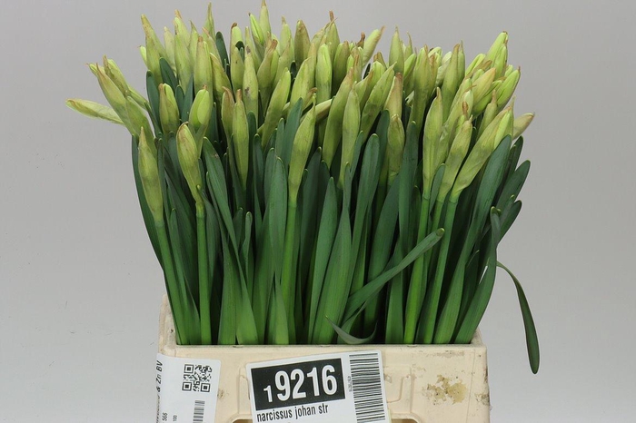 <h4>Narcissus En Johan Strauss</h4>