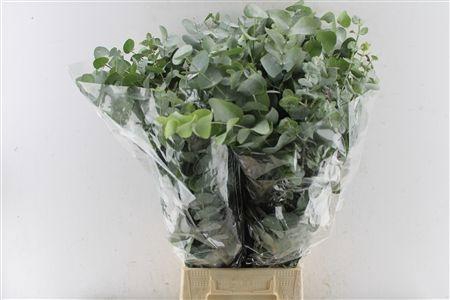 <h4>EUC CINEREA PER BOS</h4>