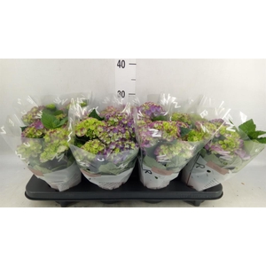 Hydrangea mac. 'Ningbo'
