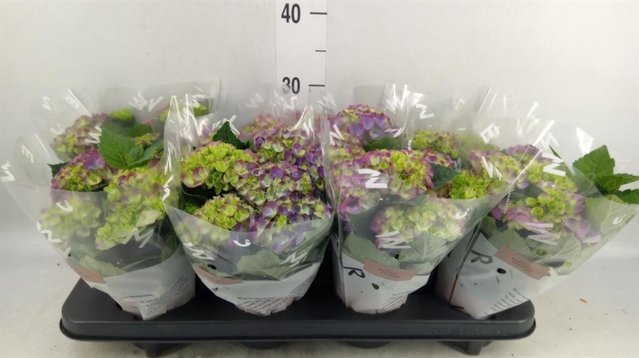 <h4>Hydrangea mac. 'Ningbo'</h4>
