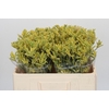 Anigozanthos Cape Aurora