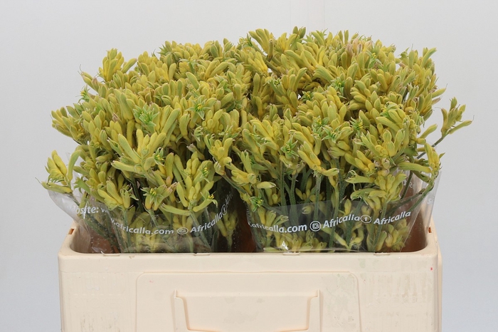 Anigozanthos Cape Aurora