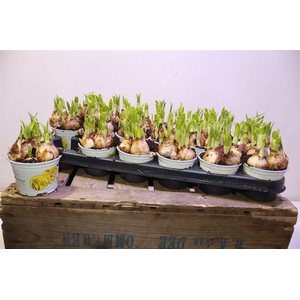 arr8 Narc O Tete A Tete