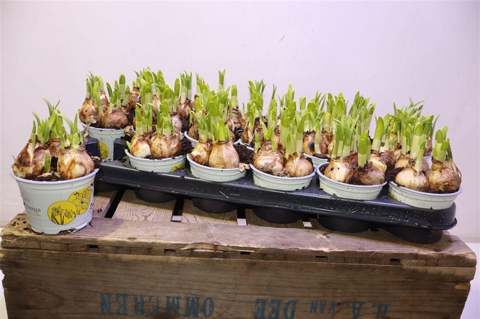 <h4>arr8 Narc O Tete A Tete</h4>