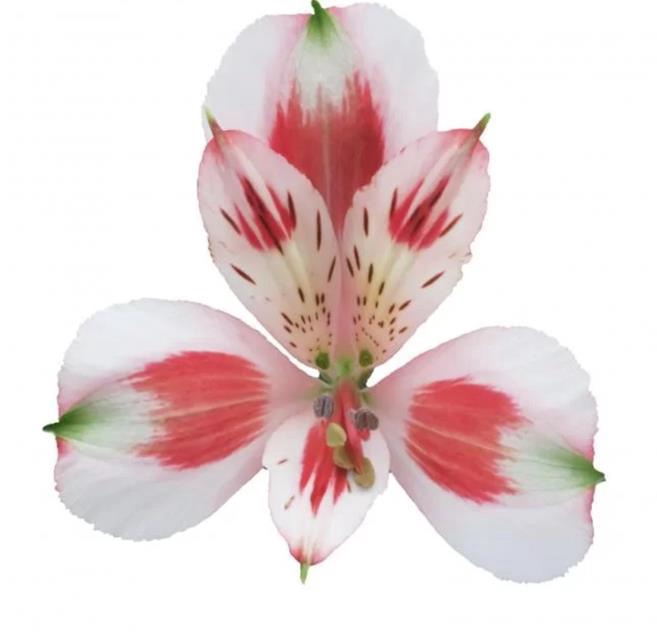 <h4>Alstr Pierrot</h4>