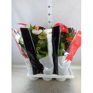 Anthurium   ...mix