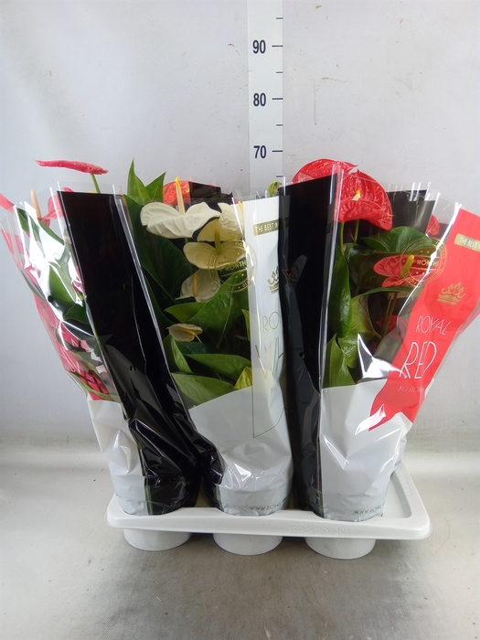 <h4>Anthurium   ...mix</h4>