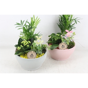 arr2 PL - Ker. lazaro schaal x3 - roze/geel