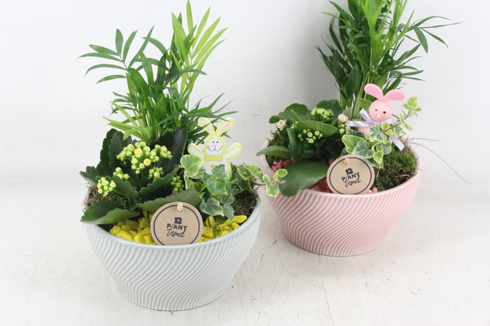 <h4>arr2 PL - Ker. lazaro schaal x3 - roze/geel</h4>