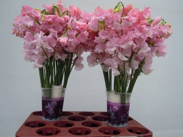 <h4>LATHYR PARFUM P PINK</h4>