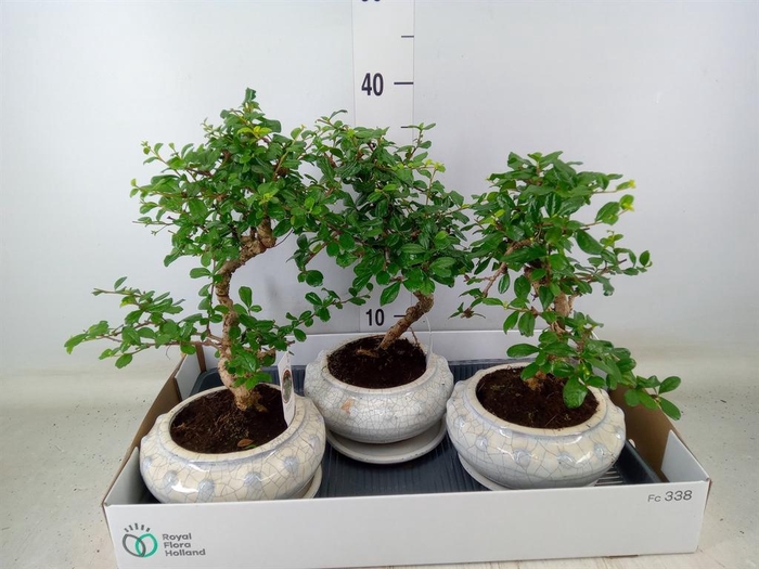<h4>Bonsai ...mix</h4>