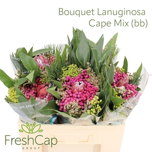 Bouquet Lanuginosa Cape Mix (bb)