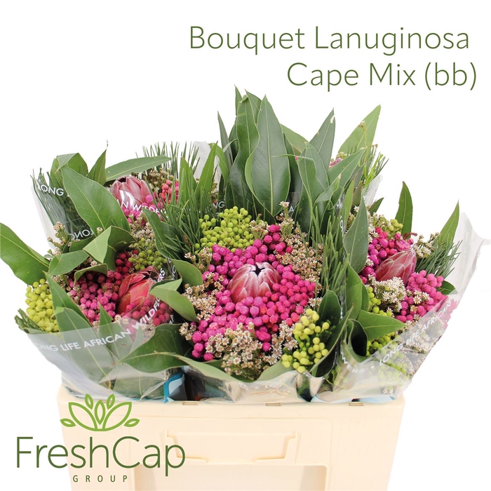 <h4>Bouquet Lanuginosa Cape Mix (bb)</h4>