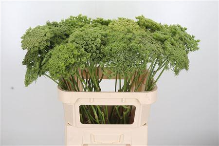 <h4>Ammi Majus Visnaga Zaad</h4>