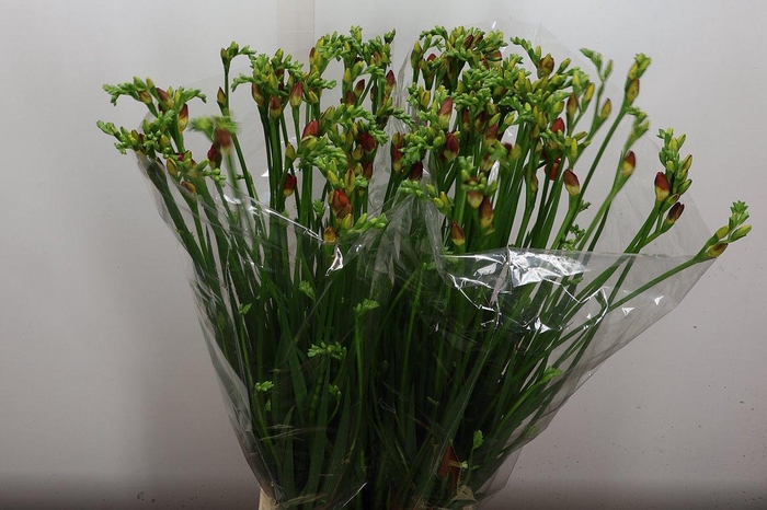 <h4>Fr Du Red Beauty</h4>