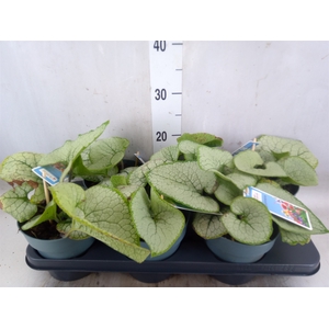 Brunnera macrophylla   ...