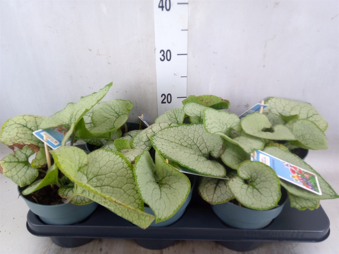 <h4>Brunnera macrophylla   ...</h4>