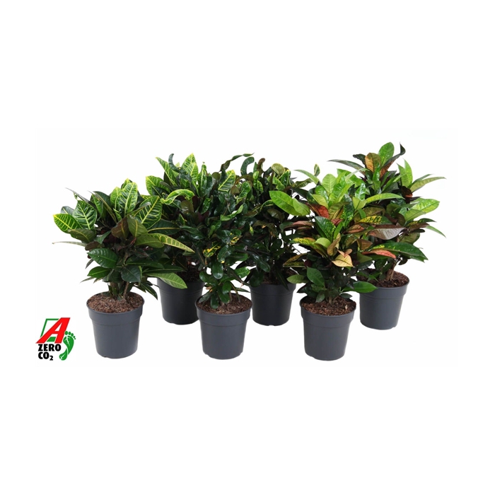 <h4>Mix Codiaeum p21</h4>