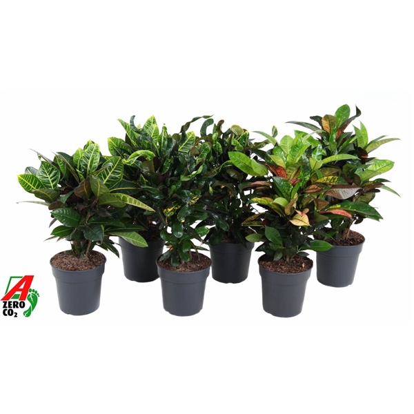 Mix Codiaeum p21