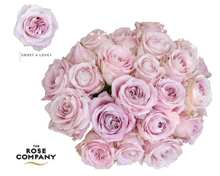 <h4>Rosa Ec Garden Sweet 4 Love+</h4>