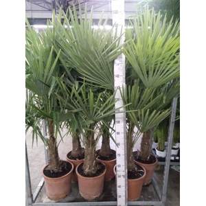 Trachycarpus fortunei