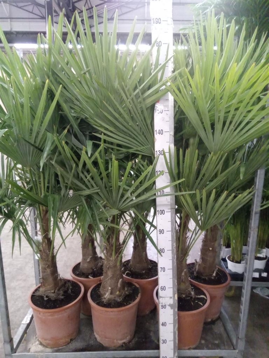 Trachycarpus fortunei