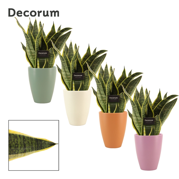<h4>Sansevieria Superba 12 cm in Carly (Craft world-collection)</h4>