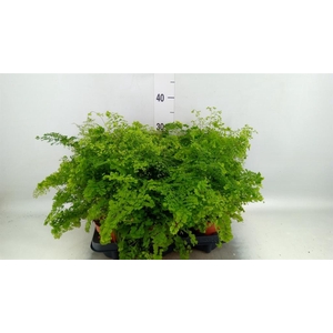 Adiantum tenerum 'Scutum Roseum'