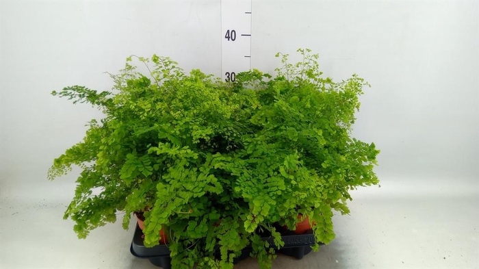 <h4>Adiantum tenerum 'Scutum Roseum'</h4>