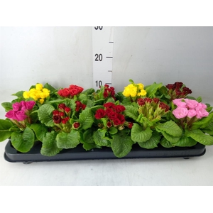 Primula ac.   ...mix