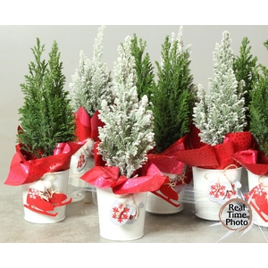 Chamaecyparis law. Ellwoodii 10Ø 35cm