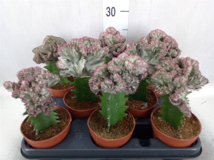 Euphorbia lactea 'Cristata'