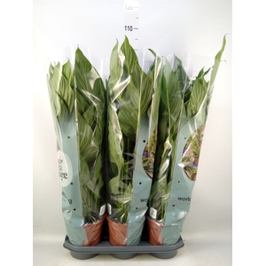 Spathiphyllum  'Bingo Cupido'