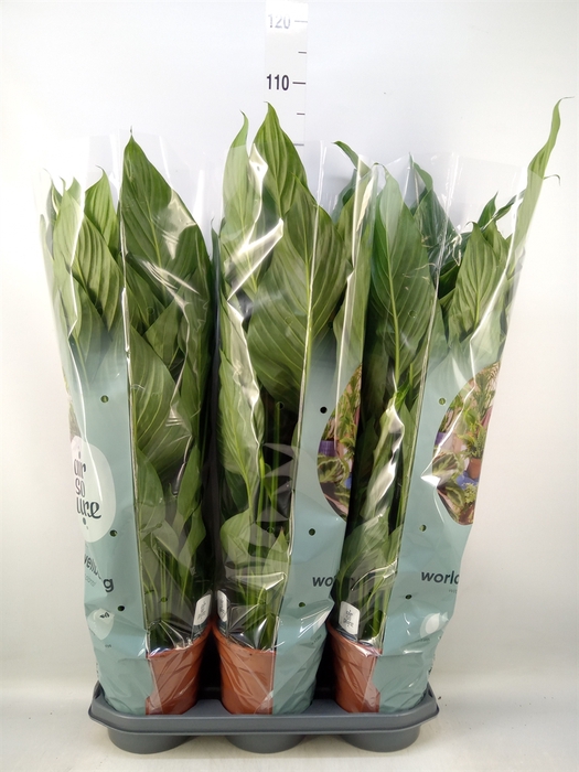<h4>Spathiphyllum  'Bingo Cupido'</h4>
