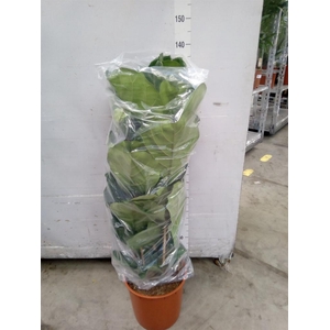 Ficus lyrata