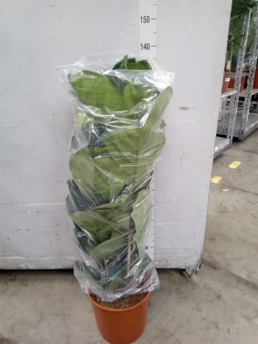 <h4>Ficus lyrata</h4>