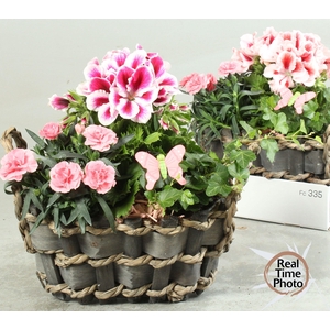 ARR TUINPLANTEN