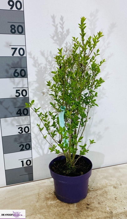 <h4>LIGUS OVALIFOLIUM</h4>