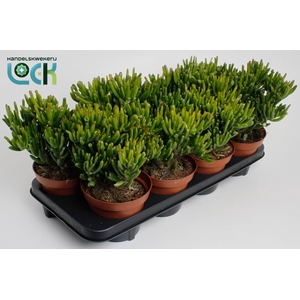 Crassula Horn Tree