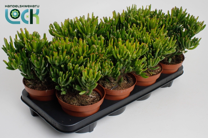 <h4>Crassula Horn Tree</h4>