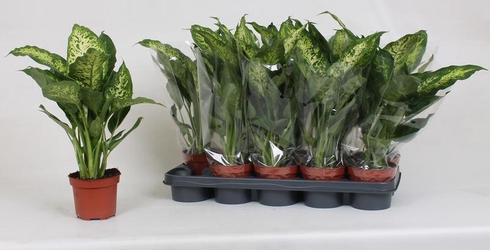 <h4>DIEFF COMPACTA</h4>