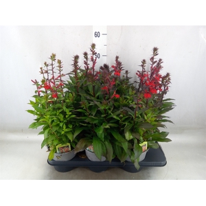 Lobelia speciosa 'Fan Scarlet'